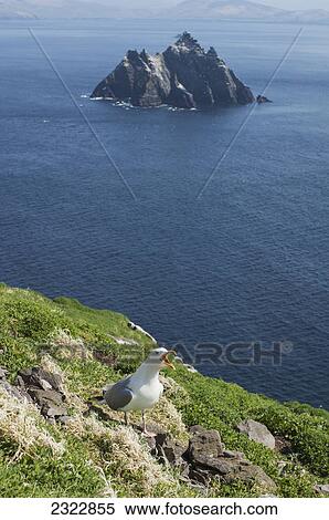 A northern gannet (morus bassanus) calls while standing on a grassy ridge with a view of the skellig islands; Iveragh peninsula county kerry ireland View Large Photo Image Stock Photography - A northern gannet (morus bassanus) calls while standing on a grassy ridge with a view of the skellig islands; Iveragh peninsula county kerry ireland. Fotosearch