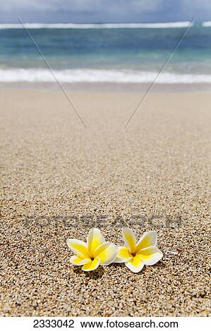 A pair of plumeria flowers on the beach; Honolulu oahu hawaii united states of america View Large Photo Image Stock Image - A pair of plumeria flowers on the beach; Honolulu oahu hawaii united states of america. Fotosearch