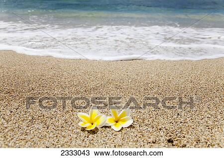 A pair of plumeria flowers on the beach; Honolulu oahu hawaii united states of america View Large Photo Image Stock Image - A pair of plumeria flowers on the beach; Honolulu oahu hawaii united states of america. Fotosearch