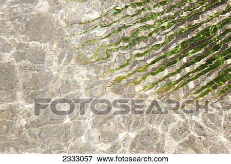 Stock Photo - A palm leaf under shallow water at the beach; Honolulu oahu hawaii united states of america. Fotosearch