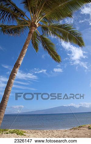 Stock Photo - A palm tree and golden sand beach along the coast with a view of the coastline; Lanai hawaii united states of america. Fotosearch