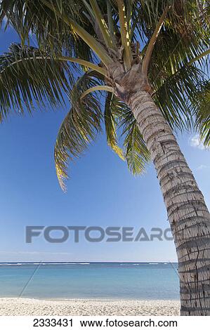 A palm tree on the beach with a view of the ocean; Honolulu hawaii united states of america View Large Photo Image Stock Image - A palm tree on the beach with a view of the ocean; Honolulu hawaii united states of america. Fotosearch