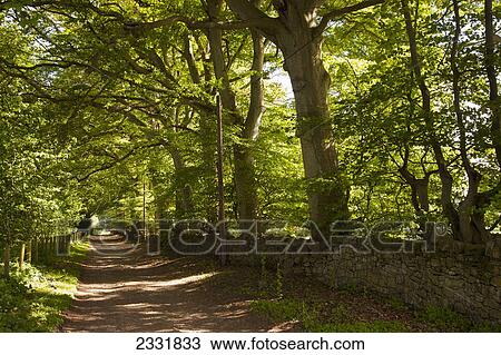 A path through a lush forest with a stone wall and wooden posts with electrical wires; Scottish borders scotland View Large Photo Image Stock Image - A path through a lush forest with a stone wall and wooden posts with electrical wires; Scottish borders scotland. Fotosearch