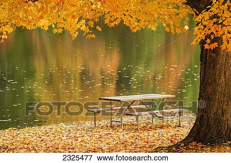 A picnic table beside a tranquil lake with golden leaves on the trees in autumn shawnee state park; Ohio united states of america View Large Photo Image Stock Photo - A picnic table beside a tranquil lake with golden leaves on the trees in autumn shawnee state park; Ohio united states of america. Fotosearch