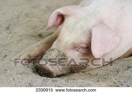 Stock Photography - A pig laying in the dirt at the granby zoo; Granby quebec canada. Fotosearch