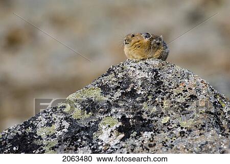 Stock Image - A Pika Sits Atop A Rock In An Alpine Rocky Area. Canada, Alberta, Jasper National Park, Skyline Trail. Fotosearch