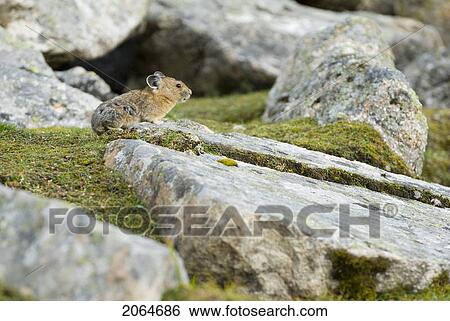 A Pika Sits Atop A Rock In An Alpine Rocky Area. Skyline Trail, Jasper National Park, Alberta, Canada View Large Photo Image Stock Photograph - A Pika Sits Atop A Rock In An Alpine Rocky Area. Skyline Trail, Jasper National Park, Alberta, Canada. Fotosearch
