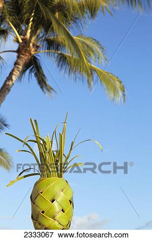 A pineapple made of braided palm leaves; Waikiki oahu hawaii united states of america View Large Photo Image Stock Photo - A pineapple made of braided palm leaves; Waikiki oahu hawaii united states of america. Fotosearch