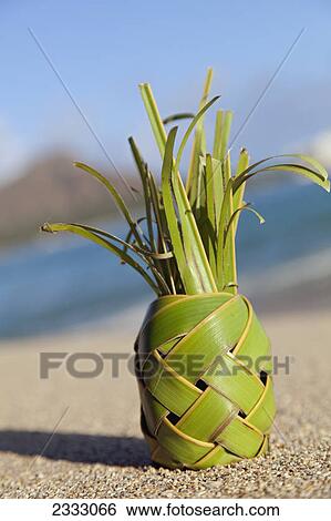 A pineapple made of braided palm leaves; Waikiki oahu hawaii united states of america View Large Photo Image Stock Photograph - A pineapple made of braided palm leaves; Waikiki oahu hawaii united states of america. Fotosearch