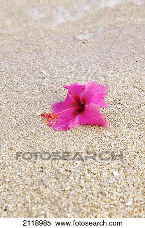 Stock Photography - A Pink Flower Lays On The Sand At Tunnel's Beach; Haena Kauai Hawaii United States Of America. Fotosearch
