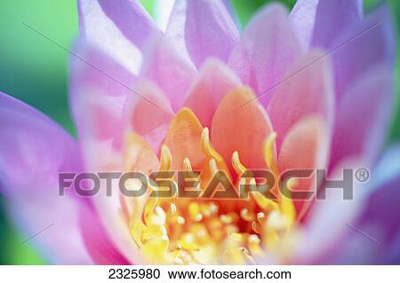 Stock Image - A pink water lily close up.. Fotosearch