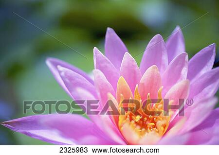 A pink water lily close up. View Large Photo Image Stock Image - A pink water lily close up.. Fotosearch