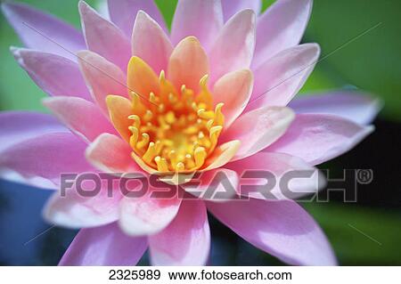 Stock Photo - A pink water lily close up.. Fotosearch