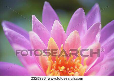 Stock Photograph - A pink water lily close up.. Fotosearch