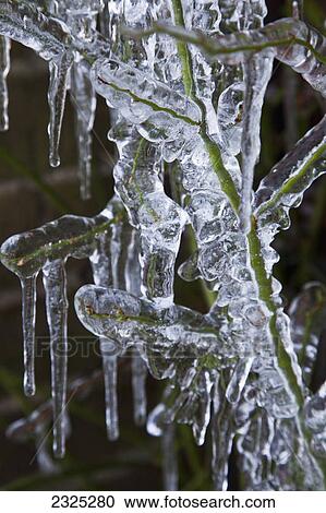 A plant covered in ice and icicles; England View Large Photo Image Stock Image - A plant covered in ice and icicles; England. Fotosearch