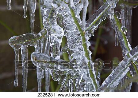 A plant covered in ice and icicles; England View Large Photo Image Stock Image - A plant covered in ice and icicles; England. Fotosearch