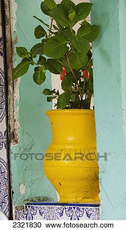 A Plant Growing In A Bright Yellow Pot; Marrakech Morocco View Large Photo Image Stock Image - A Plant Growing In A Bright Yellow Pot; Marrakech Morocco. Fotosearch