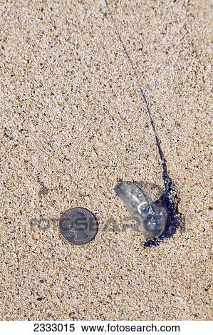 Stock Photography - A portugese man-o-war (physalia physalis) on the beach next to a quarter for comparison; Honolulu oahu hawaii united states of america. Fotosearch