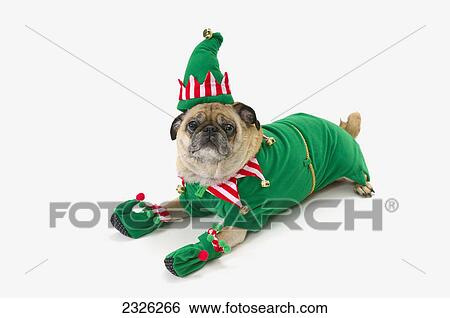 A pug in a christmas elf costume; St. albert alberta canada View Large Photo Image Stock Photograph - A pug in a christmas elf costume; St. albert alberta canada. Fotosearch