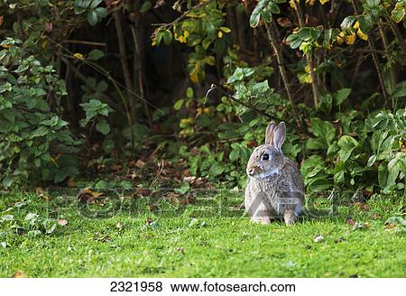 Stock Photo - A Rabbit On The Grass; Dumfries And Galloway Scotland. Fotosearch