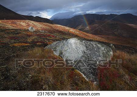 Stock Image - A Rainbow Appears During A Rainshower In Tombstone Territorial Park In Autumn; Yukon Canada. Fotosearch