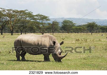 A Rhinoceros Grazes On The Grass In Lake Nakuru National Park; Kenya View Large Photo Image Stock Photo - A Rhinoceros Grazes On The Grass In Lake Nakuru National Park; Kenya. Fotosearch