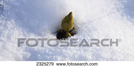 A rhododendron bud emerging through the snow; England View Large Photo Image Stock Photo - A rhododendron bud emerging through the snow; England. Fotosearch