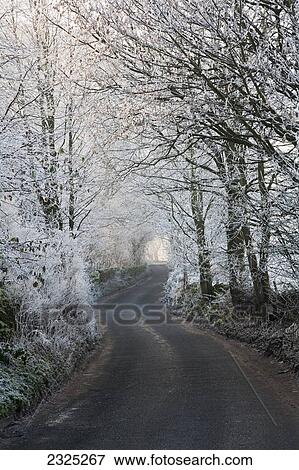 A road lined with trees covered in hoar frost; Pilsey peak district derbyshire england View Large Photo Image Stock Photo - A road lined with trees covered in hoar frost; Pilsey peak district derbyshire england. Fotosearch