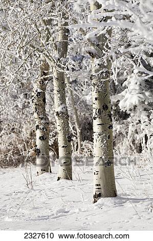 A row of tree trunks with snow covered branches in a snow covered area; Calgary alberta canada View Large Photo Image Stock Image - A row of tree trunks with snow covered branches in a snow covered area; Calgary alberta canada. Fotosearch