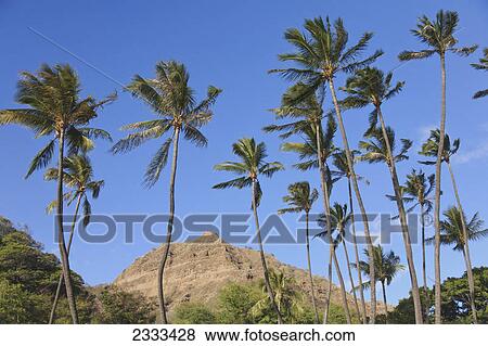 Stock Photo - A rugged mountain peak with palm trees in the foreground against a blue sky; Honolulu hawaii united states of america. Fotosearch