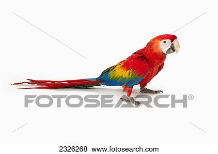 Stock Photo - A scarlet macaw parrot on white background. Fotosearch