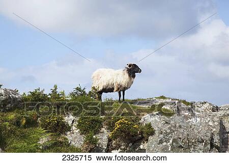 A sheep stands alone on a rocky ridge at the bogroad near clifden; County galway ireland View Large Photo Image Stock Photography - A sheep stands alone on a rocky ridge at the bogroad near clifden; County galway ireland. Fotosearch