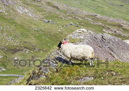 Stock Image - A sheep with a tag and red marking behind the ear stands on a rocky ridge looking over to the valley below; Healy pass county cork ireland. Fotosearch