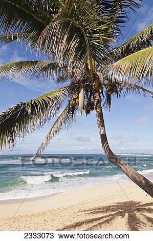 Stock Image - A single palm tree on the beach; Honolulu oahu hawaii united states of america. Fotosearch