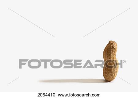 Stock Image - A Single Vertical Peanut. Fotosearch