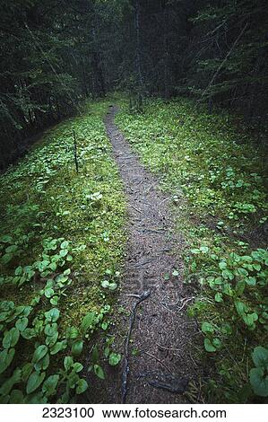 A small opening on a path winding through a dense spruce forest; Kananaskis alberta canada View Large Photo Image Stock Image - A small opening on a path winding through a dense spruce forest; Kananaskis alberta canada. Fotosearch