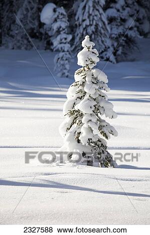 A small snow covered evergreen tree; Lake louise alberta canada View Large Photo Image Stock Photo - A small snow covered evergreen tree; Lake louise alberta canada. Fotosearch