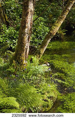 A small stream running through a lush forest; County kerry ireland View Large Photo Image Stock Image - A small stream running through a lush forest; County kerry ireland. Fotosearch