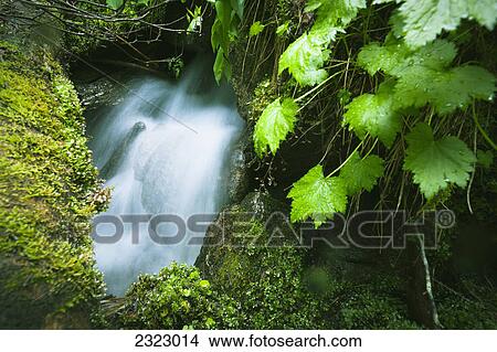 Picture - A small waterfall appears and disappears again on a mossy slope; British columbia canada. Fotosearch
