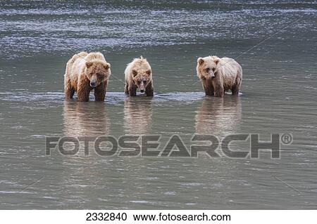 Stock Image - A sow and two grizzly bear year old cubs fish for Chum Salmon near Chinitna Bay in Lake Clark National Park, Southcentral Alaska, Summer. Fotosearch