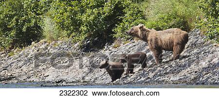 Stock Image - A sow brown bear (ursus arctos) and her two cubs at the water's edge; Alaska united states of america. Fotosearch