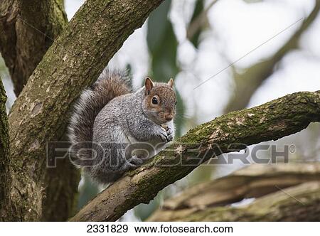 A squirrel in a tree; Middlesborough teeside england View Large Photo Image Stock Photo - A squirrel in a tree; Middlesborough teeside england. Fotosearch