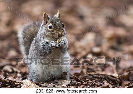 Stock Photograph - A squirrel on the ground holding something in it's paws; Middlesborough teeside england. Fotosearch