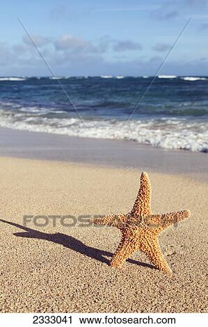Stock Image - A starfish standing up on the beach casting a shadow; Honolulu oahu hawaii united states of america. Fotosearch