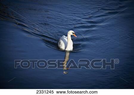 A swan on limmat river; Zurich switzerland View Large Photo Image Stock Photography - A swan on limmat river; Zurich switzerland. Fotosearch