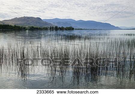 A tranquil lake with grass growing close to shore and mountains in the distance; British Columbia, Canada View Large Photo Image Stock Photography - A tranquil lake with grass growing close to shore and mountains in the distance; British Columbia, Canada. Fotosearch