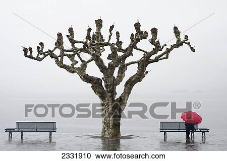 A tree and a person with a red umbrella at the water's edge; Ascona ticino switzerland View Large Photo Image Stock Image - A tree and a person with a red umbrella at the water's edge; Ascona ticino switzerland. Fotosearch