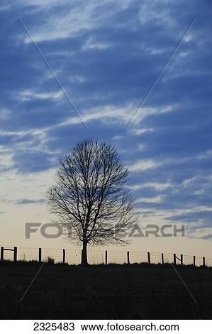 A tree and fence silhouetted at sunset; Mason county kentucky united states of america View Large Photo Image Stock Image - A tree and fence silhouetted at sunset; Mason county kentucky united states of america. Fotosearch