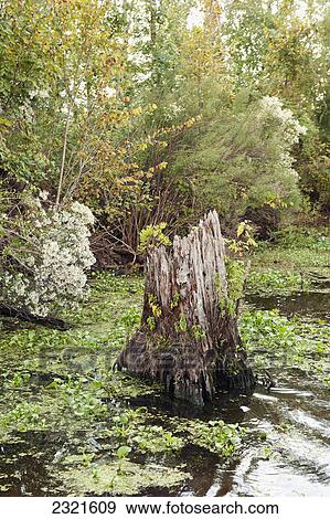 Stock Photo - A Tree Stump In The Water Close To The Shoreline Of A River In Autumn; Louisiana United States Of America. Fotosearch