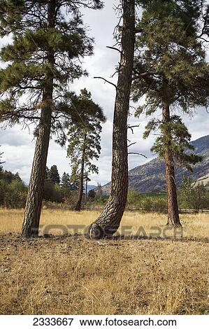 Stock Photo - A tree trunk bent at the ground level; British Columbia, Canada. Fotosearch